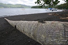 AWA02175