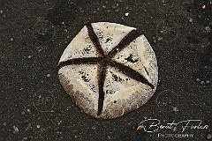 AWA02190