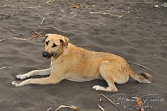 AWA02192