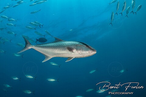 UWT22239