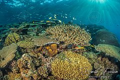 Kuata, Fiji, July 2025