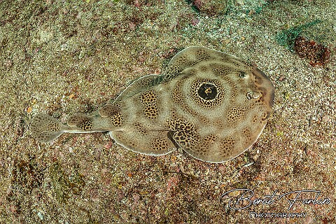 UWT21994