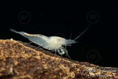 UWF00949