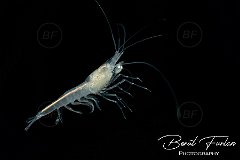 UWF00954