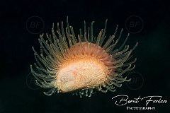 UWM06524