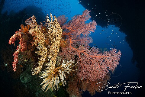Underwater Images