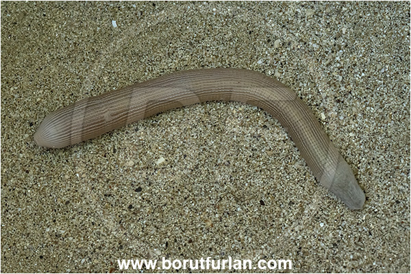 Island Susac, Croatia, Adriatic sea, Mediterranean sea, Sipunculus nudus, Sipunculus, Sipunculidae, Sipuncula, Annelida, Unsegmented worm, Peanut worm, Bibi worm, Sand
