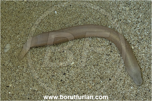 Island Susac, Croatia, Adriatic sea, Mediterranean sea, Sipunculus nudus, Sipunculus, Sipunculidae, Sipuncula, Annelida, Unsegmented worm, Peanut worm, Bibi worm, Sand