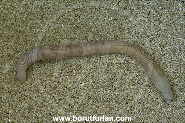 Island Susac, Croatia, Adriatic sea, Mediterranean sea, Sipunculus nudus, Sipunculus, Sipunculidae, Sipuncula, Annelida, Unsegmented worm, Peanut worm, Bibi worm, Sand