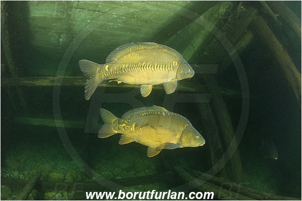 Lake, Bled, Slovenia, Cyprinus carpio, Common carp, Fish, Cyprinidae