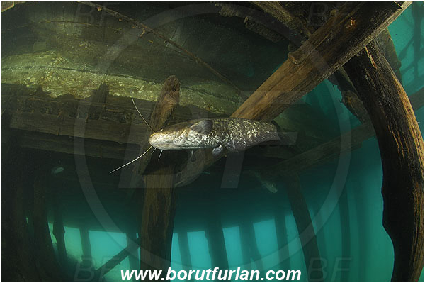 Lake, Bled, Slovenia, Silurus glanis, Wels catfish, Fish, Siluridae