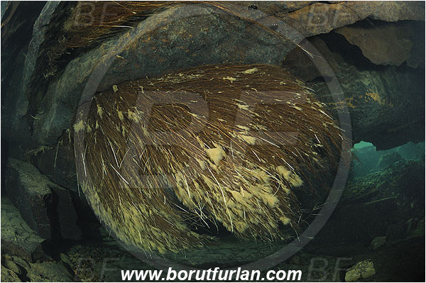 Cave, Zerovnica, Cerknica, Slovenia, Roots