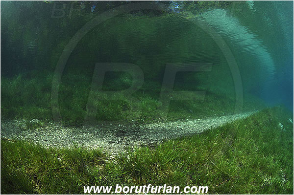 Gruener See, Tragoss, Austria, Lake, Grass
