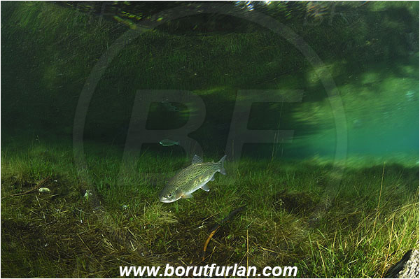 Gruener See, Tragoss, Austria, Lake, Salmo trutta, Brown trout, Grass, Fish, Salmonidae