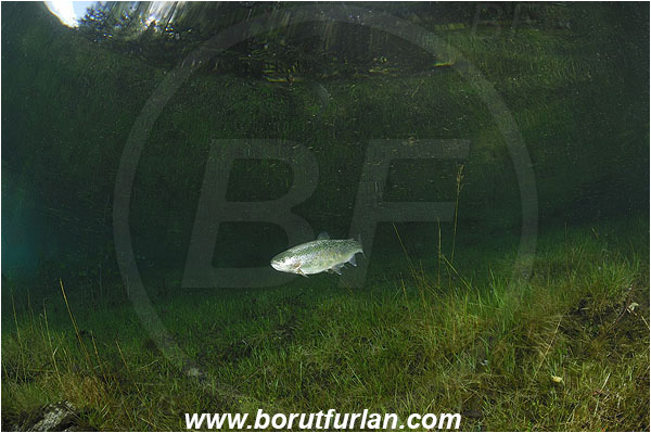 Gruener See, Tragoss, Austria, Lake, Salmo trutta, Brown trout, Grass, Fish, Salmonidae