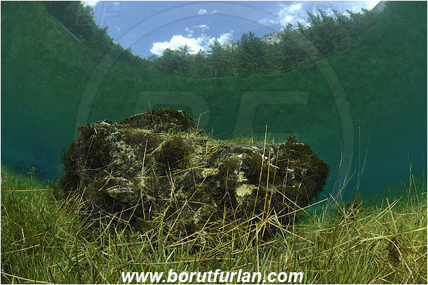 Gruener See, Tragoss, Austria, Lake, Rock, Grass