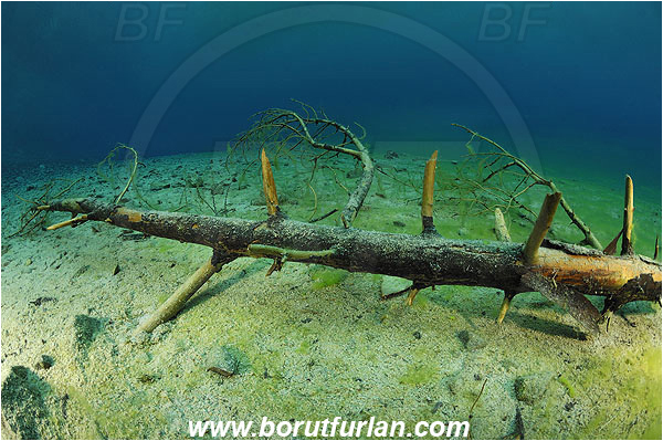 Gruener See, Tragoss, Austria, Lake, Branch