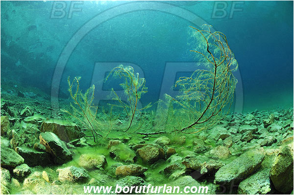 Gruener See, Tragoss, Austria, Lake, Branch