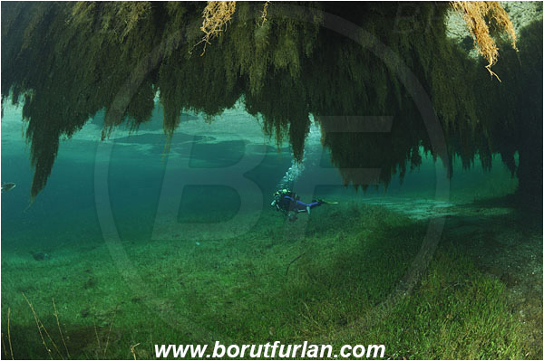 Lake, Gruener See, Tragoss, Austria, Diver, Branch, Underwater photographer, Grass