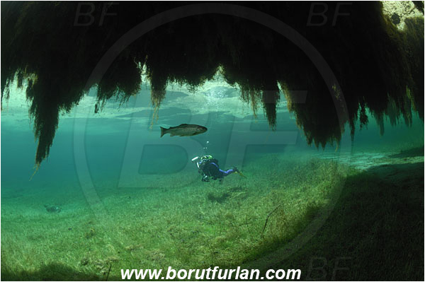 Lake, Gruener See, Tragoss, Austria, Diver, Branch, Underwater photographer, Salmo trutta, Brown trout, Grass, Fish