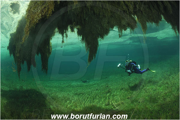 Lake, Gruener See, Tragoss, Austria, Diver, Branch, Underwater photographer, Grass