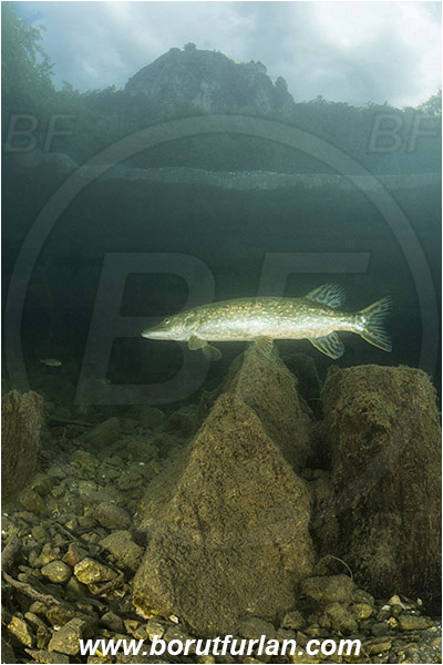 Lake, Bled, Slovenia, Esox lucius, Northern pike, Fish, Esocidae