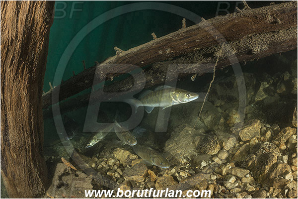 Lake, Bled, Slovenia, Stizostedion lucioperca, Pike-perch, Zander, Fish, Percidae