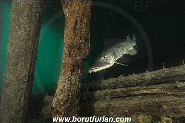 Lake, Bled, Slovenia, Esox lucius, Northern pike, Fish, Esocidae