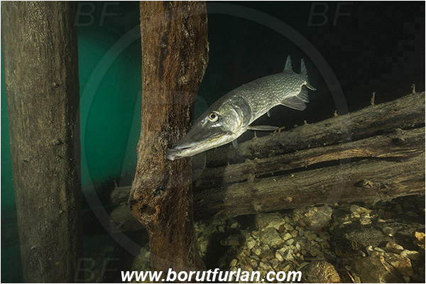 Lake, Bled, Slovenia, Esox lucius, Northern pike, Fish, Esocidae