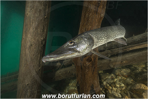 Lake, Bled, Slovenia, Esox lucius, Northern pike, Fish, Esocidae