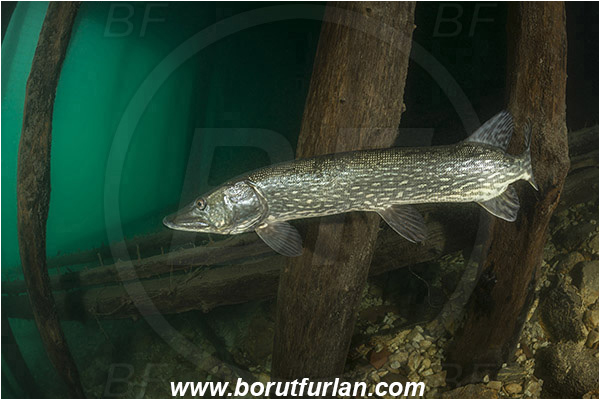 Lake, Bled, Slovenia, Esox lucius, Northern pike, Fish, Esocidae