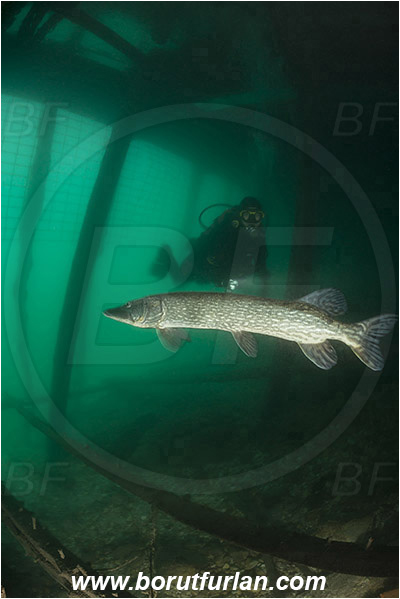 Lake, Bled, Slovenia, Esox lucius, Northern pike, Diver, Fish, Esocidae