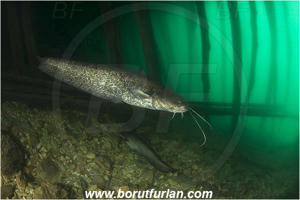 Lake, Bled, Slovenia, Silurus glanis, Wels catfish, Fish, Siluridae