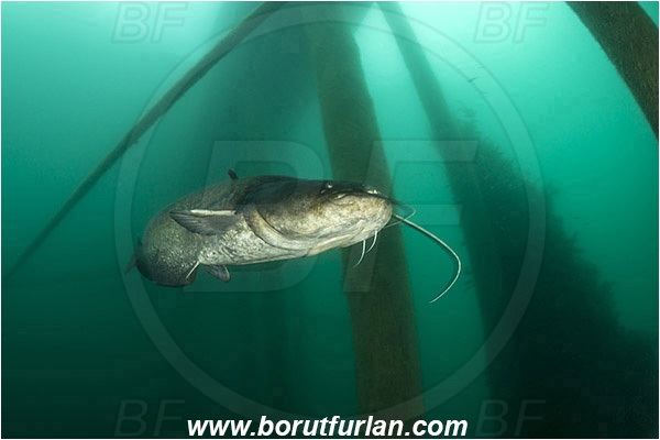 Lake, Bled, Slovenia, Silurus glanis, Wels catfish, Fish, Siluridae