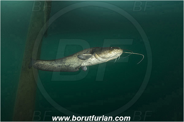 Lake, Bled, Slovenia, Silurus glanis, Wels catfish, Fish, Siluridae