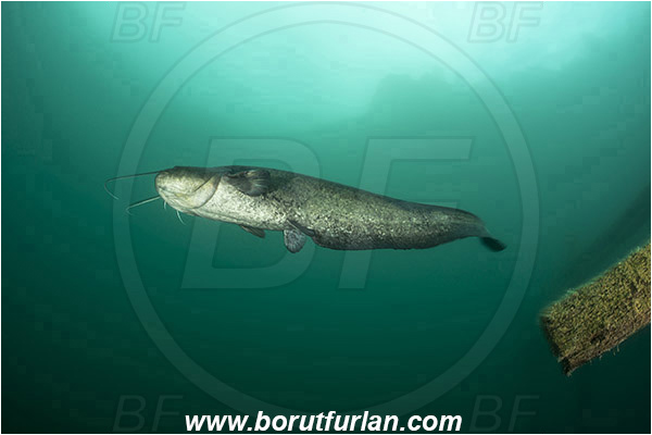 Lake, Bled, Slovenia, Silurus glanis, Wels catfish, Fish, Siluridae