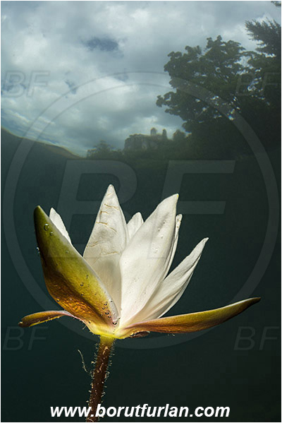 Lake, Bled, Slovenia, Nymphaea alba, European white water lily