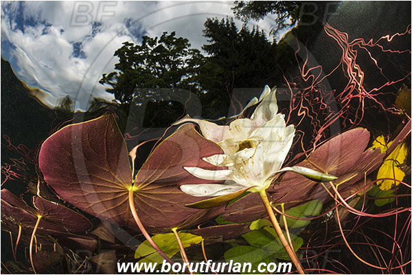Lake, Bled, Slovenia, Nymphaea alba, European white water lily