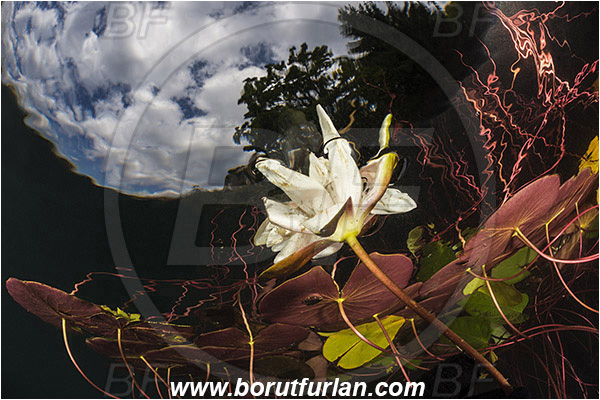 Lake, Bled, Slovenia, Nymphaea alba, European white water lily