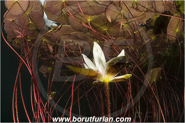 Lake, Bled, Slovenia, Nymphaea alba, European white water lily