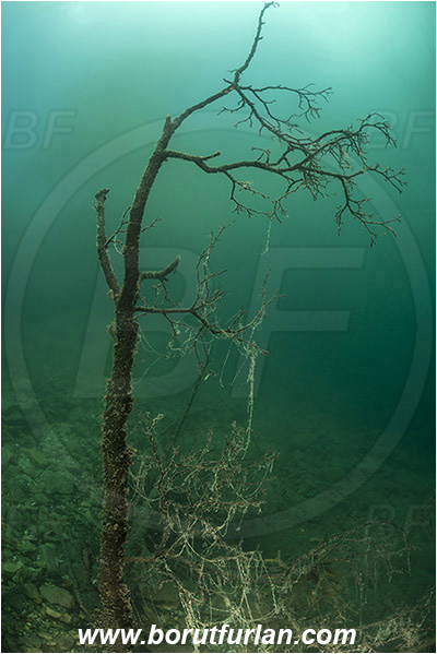 Lake, Bled, Slovenia, Branch