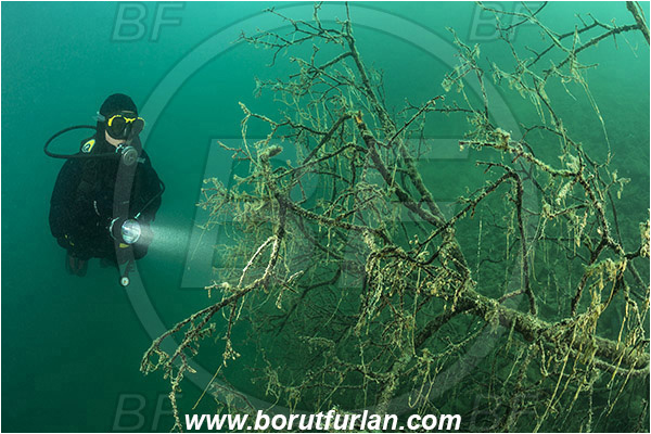 Lake, Bled, Slovenia, Diver, Branch