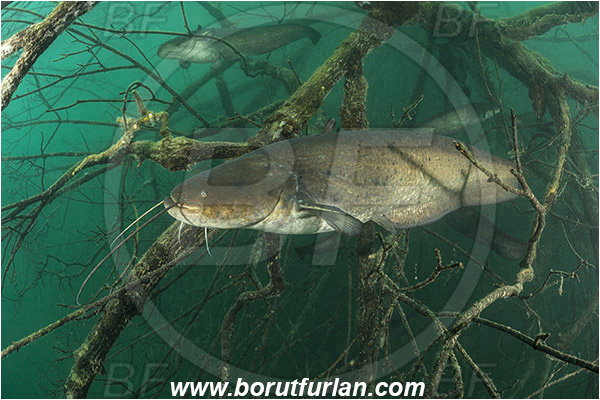 Lake, Bled, Slovenia, Silurus glanis, Wels catfish, Branch, Fish, Siluridae