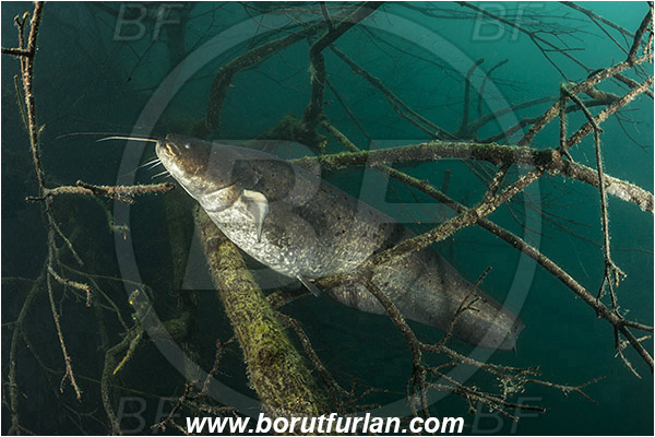 Lake, Bled, Slovenia, Silurus glanis, Wels catfish, Branch, Fish, Siluridae