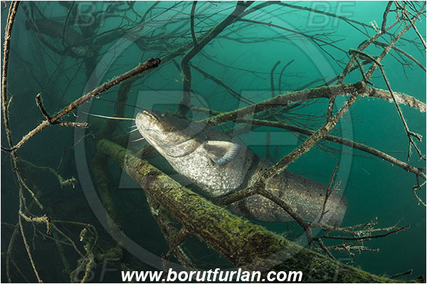 Lake, Bled, Slovenia, Silurus glanis, Wels catfish, Branch, Fish, Siluridae