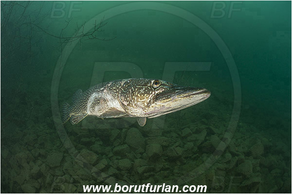 Lake, Bled, Slovenia, Esox lucius, Northern pike, Fish, Esocidae