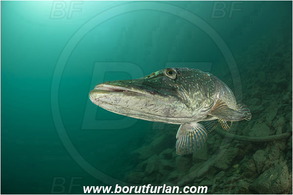 Lake, Bled, Slovenia, Esox lucius, Northern pike, Fish, Esocidae