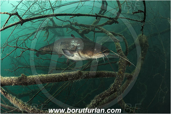 Lake, Bled, Slovenia, Silurus glanis, Wels catfish, Branch, Fish, Siluridae