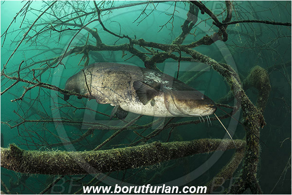 Lake, Bled, Slovenia, Silurus glanis, Wels catfish, Branch, Fish, Siluridae