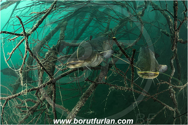 Lake, Bled, Slovenia, Silurus glanis, Wels catfish, Branch, Fish, Siluridae